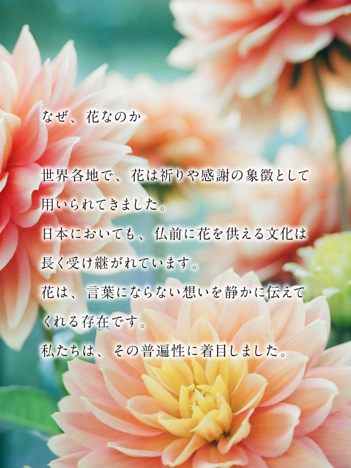 sp_03_20260726124354447.jpg
